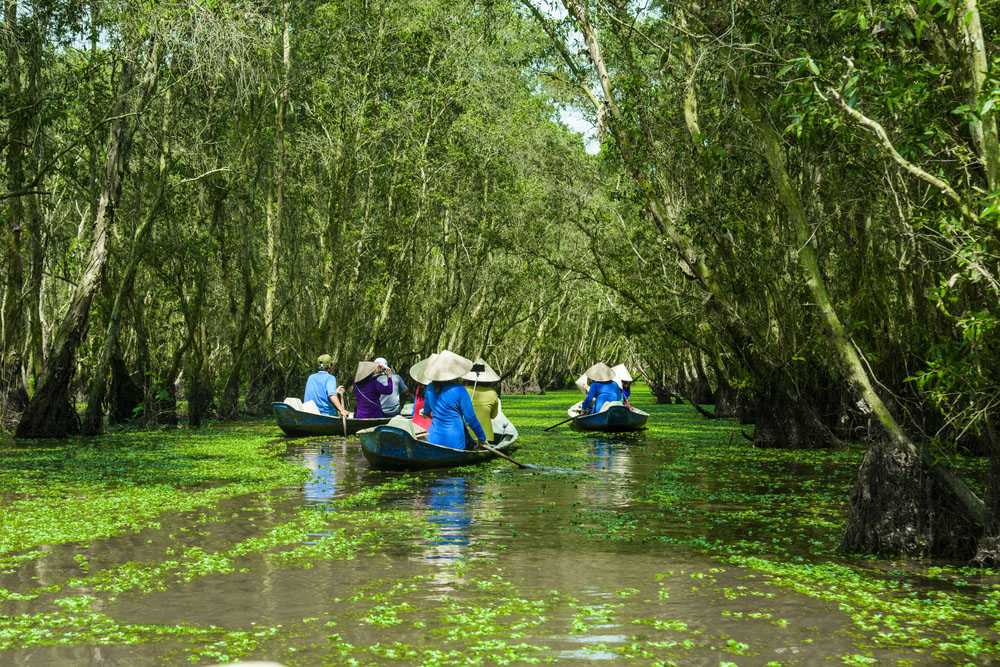La forêt de cajeput Tra Su à Chau Doc